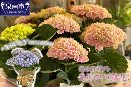[母の日ギフト]お母さんへのプレゼントに!あじさい(鉢花)[009D-059]