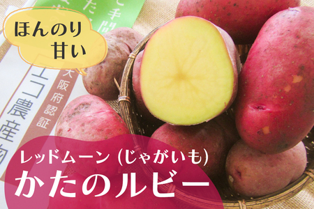 ほのかに甘い かたのルビー (レッドムーン・じゃがいも) 4kg|野菜 いも じゃがいも 交野市 甘い 赤い皮 産地直送 採れたて 新鮮 [0200]