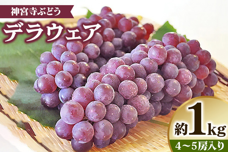 [先行予約] 神宮寺ぶどう (デラウエア) 1kg|ブドウ 葡萄 くだもの 果物 フルーツ [0219]