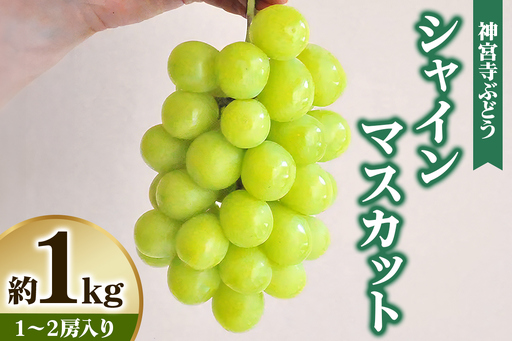 [先行予約] 神宮寺ぶどう シャインマスカット 1kg [0321]