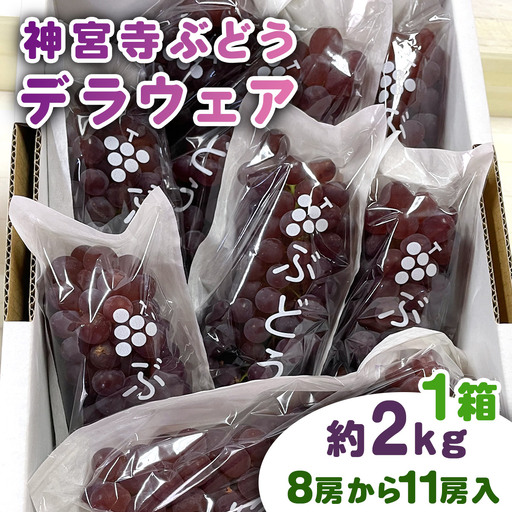 ブドウ 葡萄 ぶどう 神宮寺ぶどう デラウェア約2kg×1箱 [0669]