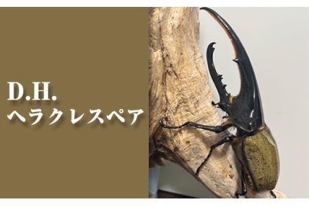 D.H.ヘラクレスペア[♂:130mm台/♀:フリーサイズ] No.229