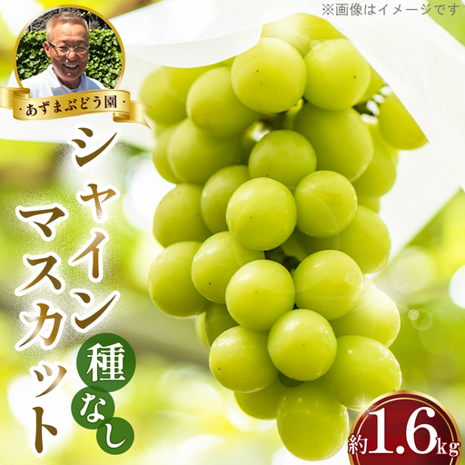 シャインマスカット 種なし 1.6kg[あずまぶどう園] / 産地直送 ぶどう マスカット フルーツ 旬 大野ぶどう 芳醇な香り とろける甘さ 高糖度 濃厚 甘み ジューシー 国産フルーツ お取り寄せ 送料無料 No.376