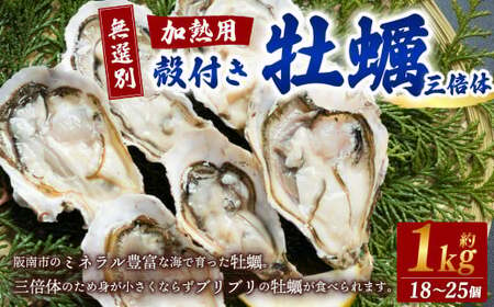 [無選別]加熱用 殻付き牡蠣 約1kg(18〜25個)三倍体/牡蠣 かき カキ 生ガキ 生牡蠣 加熱用 調理用