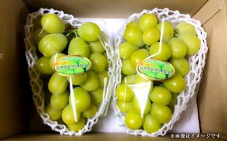 [訳あり] 鮮度抜群 ご褒美シャインマスカット 計2.4kg(1.2kg以上×2房) シャインマスカット マスカット ぶどう ブドウ 葡萄 果物 [2025年9月上旬〜10月上旬発送予定]