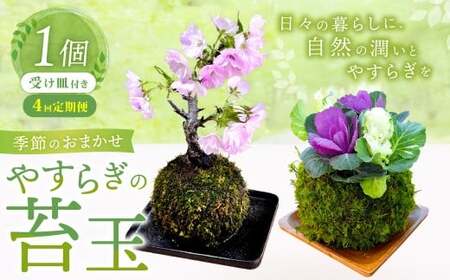 [4回定期便] やすらぎの苔玉 1回あたり1個 計4個(1個×4回) 季節のお任せ苔玉 受け皿付き