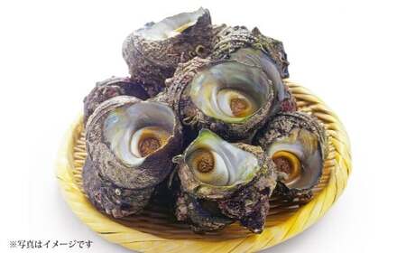 ys\z Mp TUG 1kgy2026N1{-3{\z CN CY ①