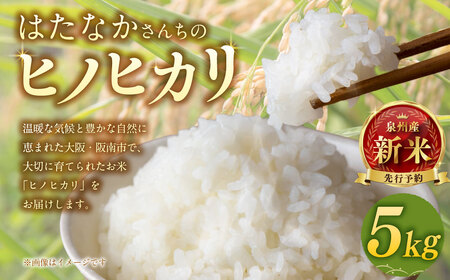 [10月末まで][令和7年産] [はたなかさんち] 泉州産 ヒノヒカリ 5kg×1袋 [2025年11月上旬ー12月下旬発送予定] お米 米 白米 ごはん 国産