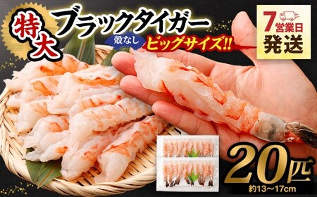 特大 ブラックタイガー 殻なし ビッグサイズ (20匹) [入金確認後7営業日以内に発送] 剥き海老 剥きえび むき海老 むきえび むきエビ むき身 海鮮 海産物 魚介類 甲殻類 海の幸 大阪府 阪南市