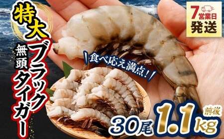 特大 ブラックタイガー 無頭えび 1.1kg前後 (30尾) [入金確認後7営業日以内に発送] 剥き海老 剥きえび むき海老 むきえび むきエビ むき身 海鮮 海産物 魚介類 甲殻類 海の幸 疲労回復 大阪府 阪南市