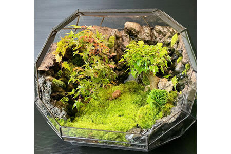 苔テラリウム 