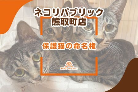 保護猫の命名権(047_5007)