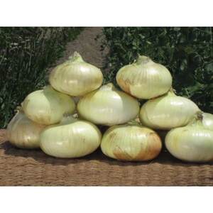 [5月以降順次発送]たじりたまねぎ(吉見早生)3kg