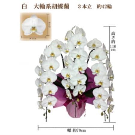 御供　胡蝶蘭　白大輪3本立　42輪　ラッピングカラー紫_花・観葉植物 胡蝶蘭 花 _【1258074】
