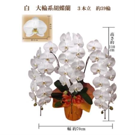 御供　胡蝶蘭　白大輪3本立　39輪　ラッピングカラー紫_花・観葉植物 胡蝶蘭 花 _【1258083】