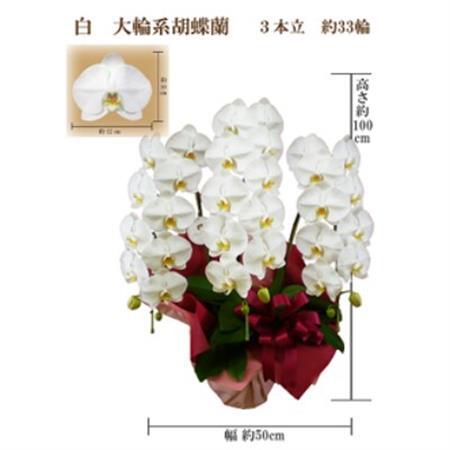 御祝　胡蝶蘭　白大輪3本立　33輪　ラッピングカラーピンク_花・観葉植物 胡蝶蘭 花 _【1258097】