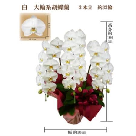 御供　胡蝶蘭　白大輪3本立　33輪　ラッピングカラー紫_花・観葉植物 胡蝶蘭 花 _【1258099】