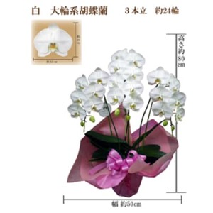御供 胡蝶蘭 白大輪3本立 24輪 ラッピングカラー紫_花・観葉植物 胡蝶蘭 花 _