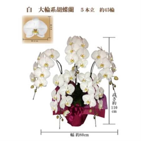 御供　胡蝶蘭　白大輪5本立　45輪　ラッピングカラー紫_花・観葉植物 胡蝶蘭 花 _【1258125】