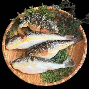 【天然フグ】紀淡海峡の恵み・泉州みさき旬の魚/ショウサイフグ(ナゴヤフグ)_魚介・海産物 ふぐ 鮮魚 フグ 河豚_【配送不可地域：離島・北海道・沖縄県】【1496512】