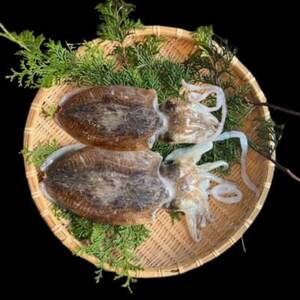 [活け締め]紀淡海峡の恵み・泉州みさき旬の魚/ハリイカ(コウイカ)2尾_魚介・海産物 イカ いか 烏賊_[配送不可地域:離島・北海道・沖縄県]