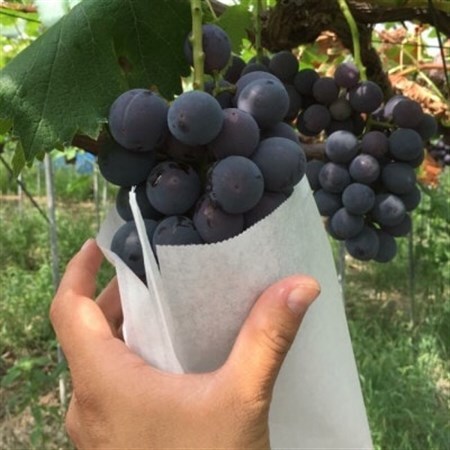 [2026年順次発送]種なし特Aピオーネ2kg_果物・フルーツ ぶどう・マスカット ブドウ 葡萄 _[配送不可地域:離島]