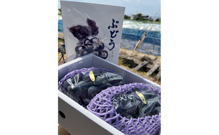 [先行予約]神戸産大粒ぶどうの大様(藤稔)1.2kg(朝採り直送)完熟収穫