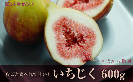 [皮ごと食べれて甘い]あかね農園「いちじく」約600g 果物 フルーツ イチジク 無花果 デザート おやつ 産地直送