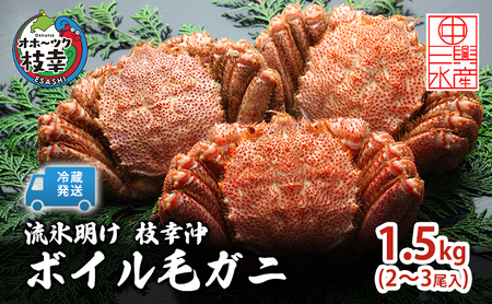 [冷蔵発送]流氷明け 枝幸沖 ボイル毛ガニ 1.5kg (2〜3尾入) 先行予約[2026年3月頃発送予定]旬の味覚[丸中三興水産]オホーツク枝幸 前浜[ 蟹 カニ かに 毛ガニ 冷蔵 チルド 獲れたて 茹でたて 浜茹で 海鮮 魚貝 魚介 北海道 ]