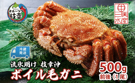 [冷蔵発送]流氷明け 枝幸沖 ボイル毛ガニ 500g前後×1尾 先行予約[2026年3月頃発送予定]旬の味覚[丸中三興水産]オホーツク枝幸 前浜[ 蟹 魚介 北海道 枝幸 ]