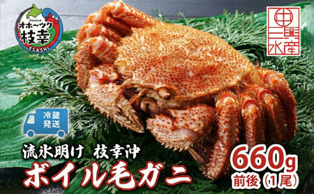 [冷蔵発送]流氷明け 枝幸沖 ボイル毛ガニ 660g前後×1尾 先行予約[2026年3月頃発送予定]旬の味覚[丸中三興水産]オホーツク枝幸 前浜[ 蟹 魚介 北海道 枝幸 ]