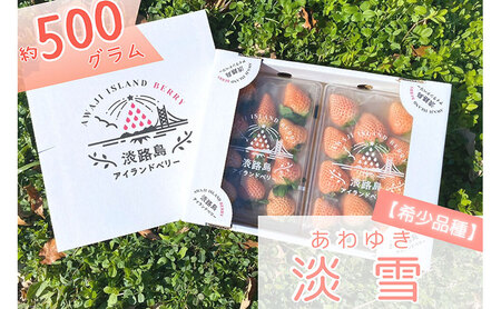 [先行受付] 完熟をお届け◎淡路島産旬の採れたてフルーツ![希少品種]白いちご『淡雪』 生果実500gセット 兵庫県 洲本市 淡路島
