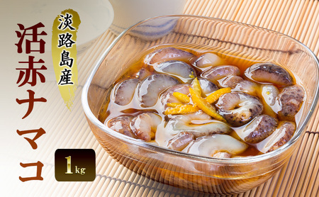 淡路島産活赤ナマコ1kg 兵庫県 洲本市 淡路島