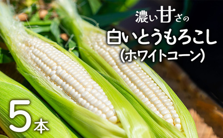 濃い甘さの白いとうもろこし(ホワイトコーン) 5本 個包装 とうもろこし トウモロコシ コーン 白いとうもろこし ホワイトコーン 朝どり 甘い 旬 兵庫県 洲本市 淡路島