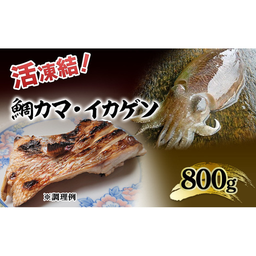 活凍結シリーズ 活凍結 鯛カマ・イカゲソ 800g 魚介 海鮮 急速凍結 鮮度保持 真空パック 便利 ギフト 贈答用 兵庫県 洲本市 淡路島