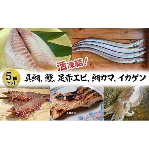 活凍結シリーズ 活凍結 5種セット(真鯛、鱧、足赤エビ、鯛カマ、イカゲソ) 魚介 海鮮 セット 急速凍結 鮮度保持 真空パック 便利 ギフト 贈答用 兵庫県 洲本市 淡路島