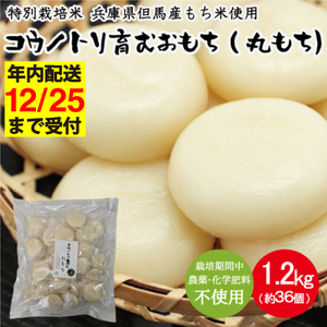 ʍ͔| ɌAnY REmgނiۖ݁j_Ew엿sgp 2 1.2kgi36j / Y ؂  _ w엿sgp AnY Ysgp 퉷ۑ Y 