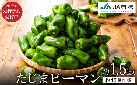 数量限定 たじまピーマン 先行予約 約1.5kg / 肉厚 ピーマン 肉詰め 新鮮 野菜 産地直送 やさい 苦みが少ない 甘みが強い 歯ごたえが良い 濃い緑 夏秋ピーマン[2025年7月中旬頃より順次発送]