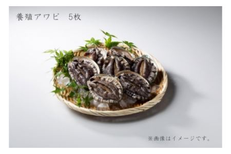 マグロ 鮭 サーモン 鯛 のどぐろ サンマ アジ サバ カツオ かんぱち ヒラメ カレイ フグ アユ ヤマメ イワナ その他の魚 旬のお魚セット イカ タコ カニ エビ ウニ イクラ タラコ 数の子 アワビ 牡蠣 サザエ ホタテ しじみ あさり はまぐり その他の貝類