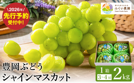 [2026年先行予約]豊岡ぶどう シャインマスカット 約2kg / 豊岡ブドウ 産地直送 糖度が高い 濃厚 甘味 上品な香り 歯切れの良い 皮ごと 食べられる 減農薬 シャイン マスカット ぶどう ブドウ 葡萄 果物 くだもの フルーツ ふくい農園