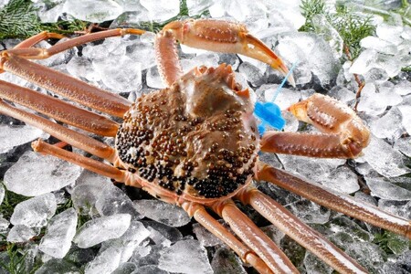 期間・数量限定 タグ付き 津居山産 松葉ガニ 1杯 / 活 700g〜800g / 新鮮 松葉がに 松葉蟹 ズワイガニ ずわいがに かに カニ 蟹 冷蔵 海鮮 お取り寄せ グルメ 兵庫県 豊岡市 津居山漁港 但馬漁業協同組合