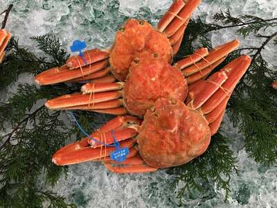 ԁEʌ ^Ot ËRY tKj 1t / 䥂 700g`800g / VN t tI YCKj 킢  Jj I {C ① CN  O Ɍ Ls ËR`