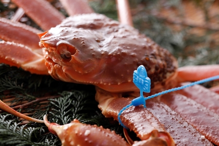 [訳あり]タグつき 活松葉ガニ700g前後