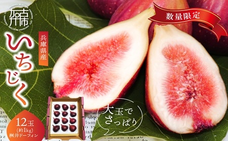 兵庫県産 いちじく(桝井ドーフィン)[ 数量限定 限定 果物 くだもの フルーツ いちじく 無花果 ][2501C14401]