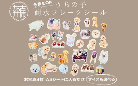 うちの子耐水フレークシール[ 犬 猫 ペット シール フレークシール 耐水 オリジナル セミオーダー かわいい おすすめ ][2400N13316]