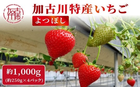 兵庫加古川(小林農園)特産いちご 4パック[1月中旬より順次発送]《 苺 いちご 期間限定 よつぼし フルーツ 果物 》【2401C09502】