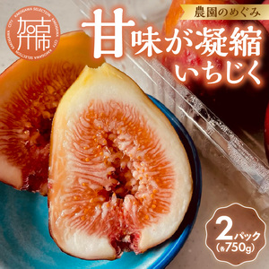 期間限定【農園のめぐみ】甘味が凝縮いちじく750g×2《 数量限定 限定 果物 くだもの フルーツ いちじく 無花果 》【2401C08210】