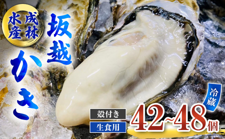 牡蠣 生食用 坂越かき 殻付き 42～48個 成林水産 [ 生牡蠣 真牡蠣 かき カキ 冬牡蠣 ]