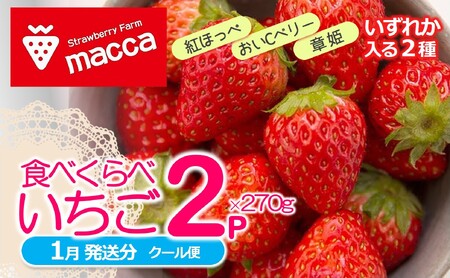 農家直送で新鮮!「西脇市産いちご食べくらべセット」(1箱2パック)令和7年1月上旬配送分〜いちご畑macca〜(06-39)