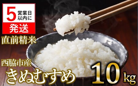 [数量限定]令和6年産 きぬむすめ 白米10kg [5営業日以内発送] (24-18)